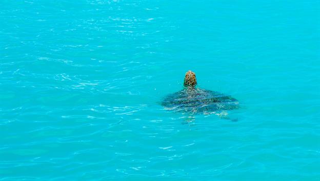 In der "Nosy Iranja" schwimmen viele Schildkröten. Sobald sie uns bemerken, tauchen sie ab.